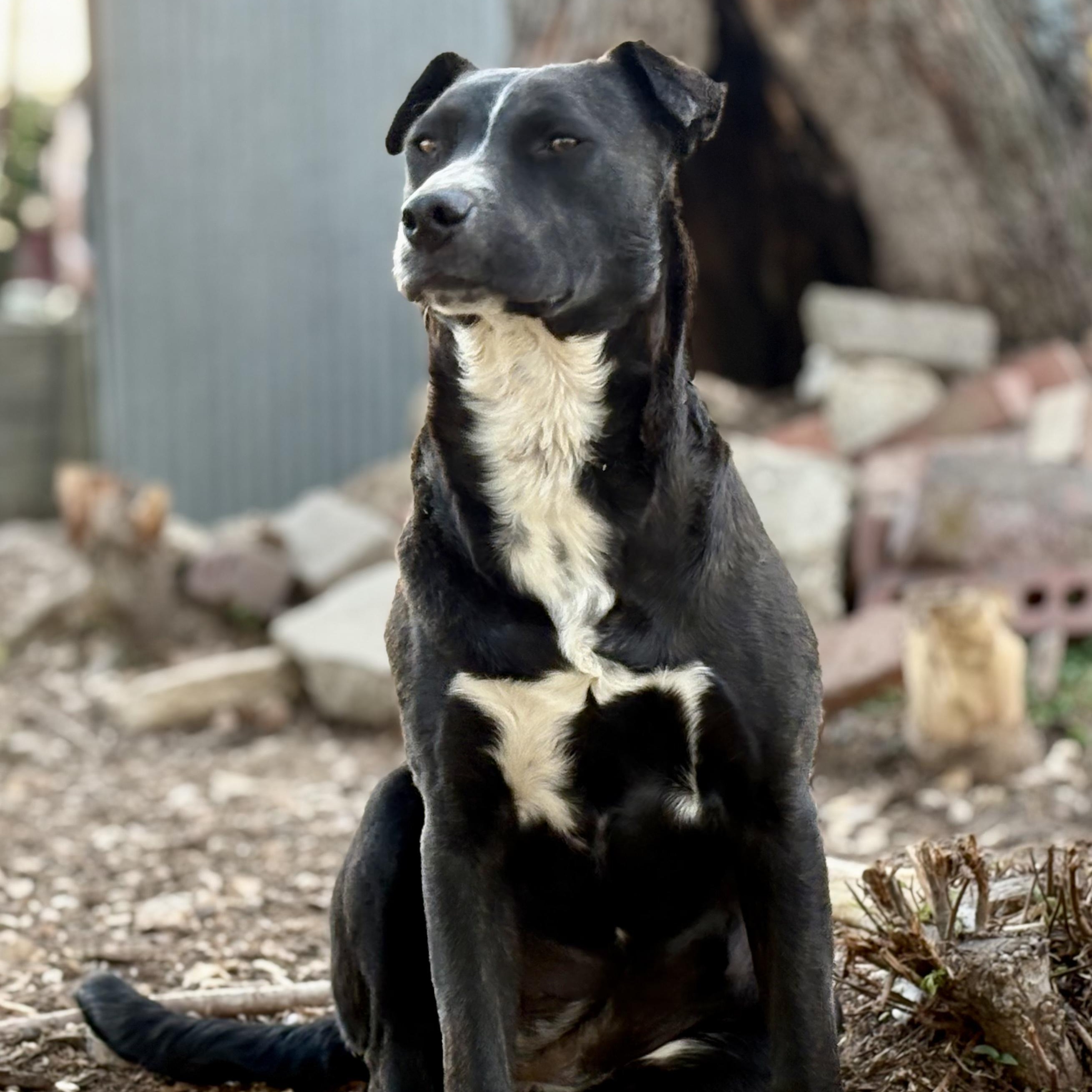 Roo, ADOPTABLE, Young Female Pit Bull Terrier & Black Labrador Retriever.