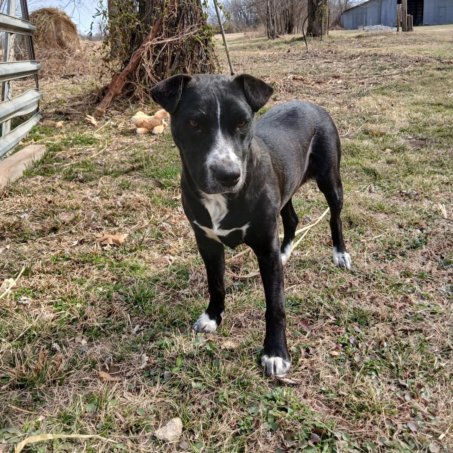 Enlarge Roo, a ADOPTABLE mixed breed in Colcord, OK image 5/5