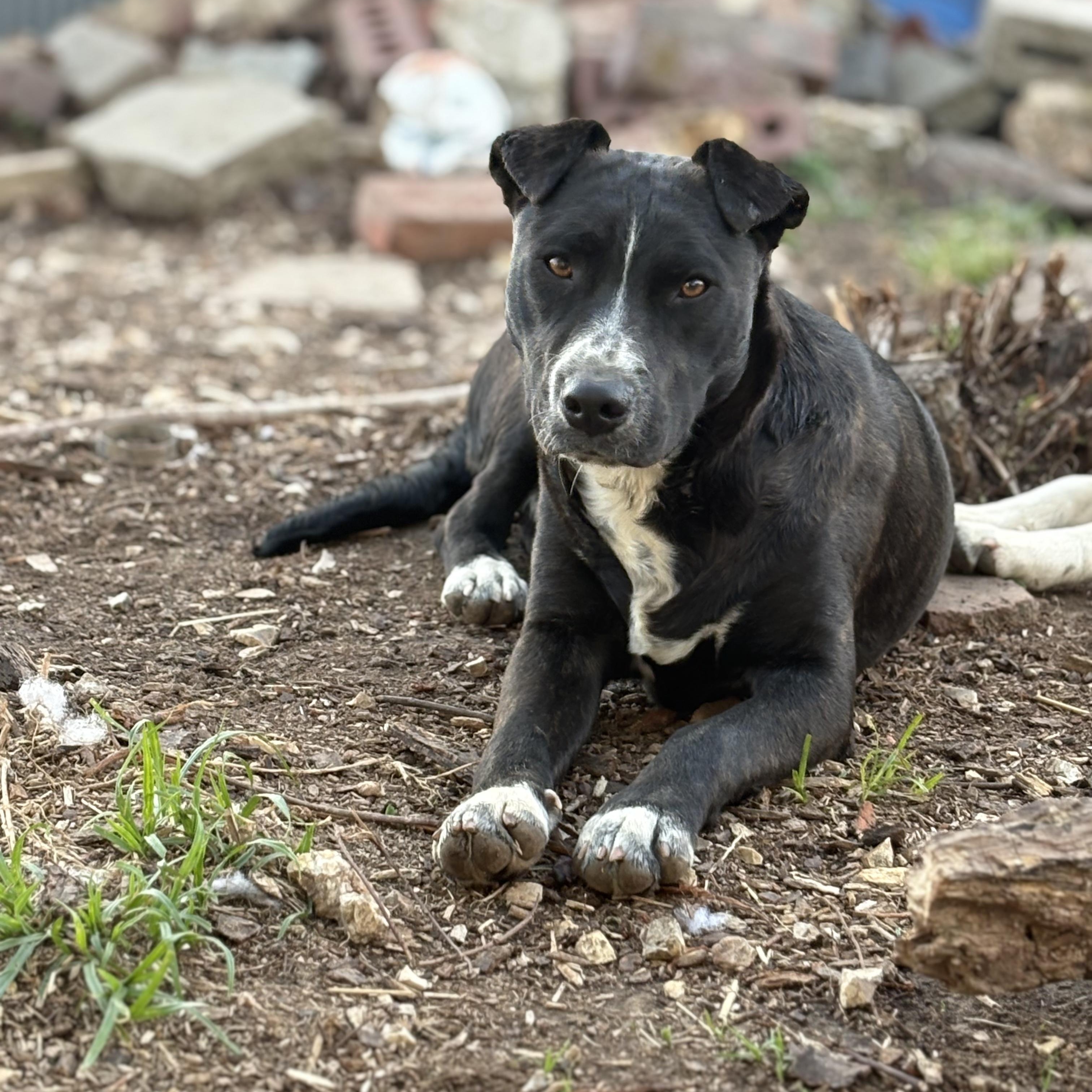 Enlarge Roo, a ADOPTABLE mixed breed in Colcord, OK image 1/5