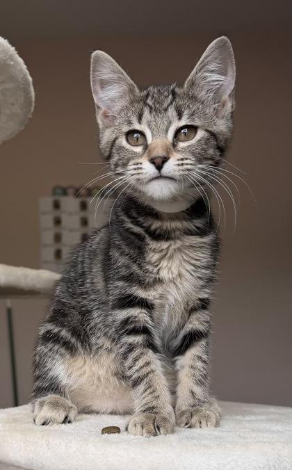 26-310 Mochi, Adoptable, Kitten Female Domestic Short Hair & Domestic Short Hair.