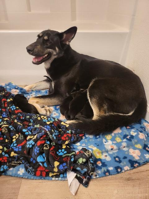 Pie, Adoptable, Young Female German Shepherd Dog & Husky.