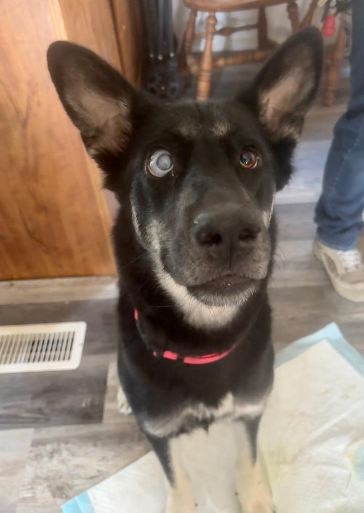 Enlarge Pie, a Adoptable mixed breed in Reno, NV image 2/5