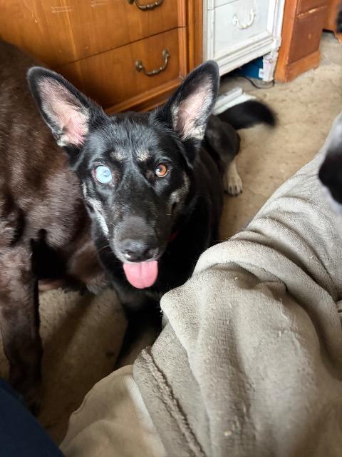 Enlarge Pie, a Adoptable mixed breed in Reno, NV image 5/5