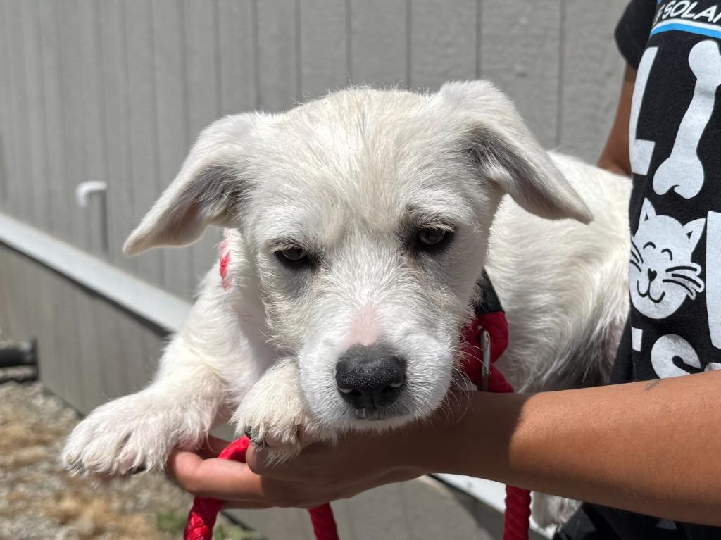 Ocean, Adoptable, Puppy Male Terrier & Mixed Breed.