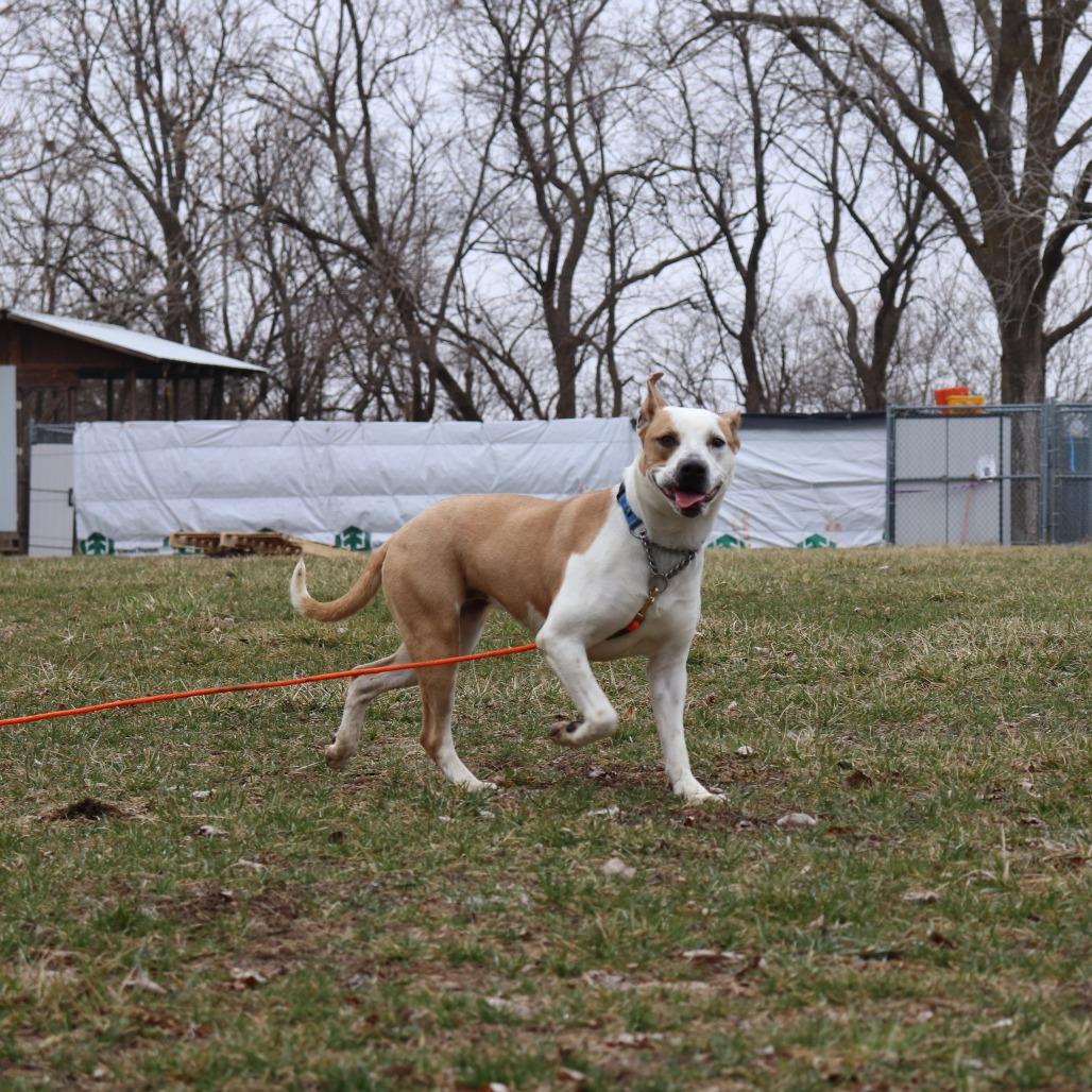 Nutmeg, Adoptable, Adult Female Terrier & Mixed Breed.