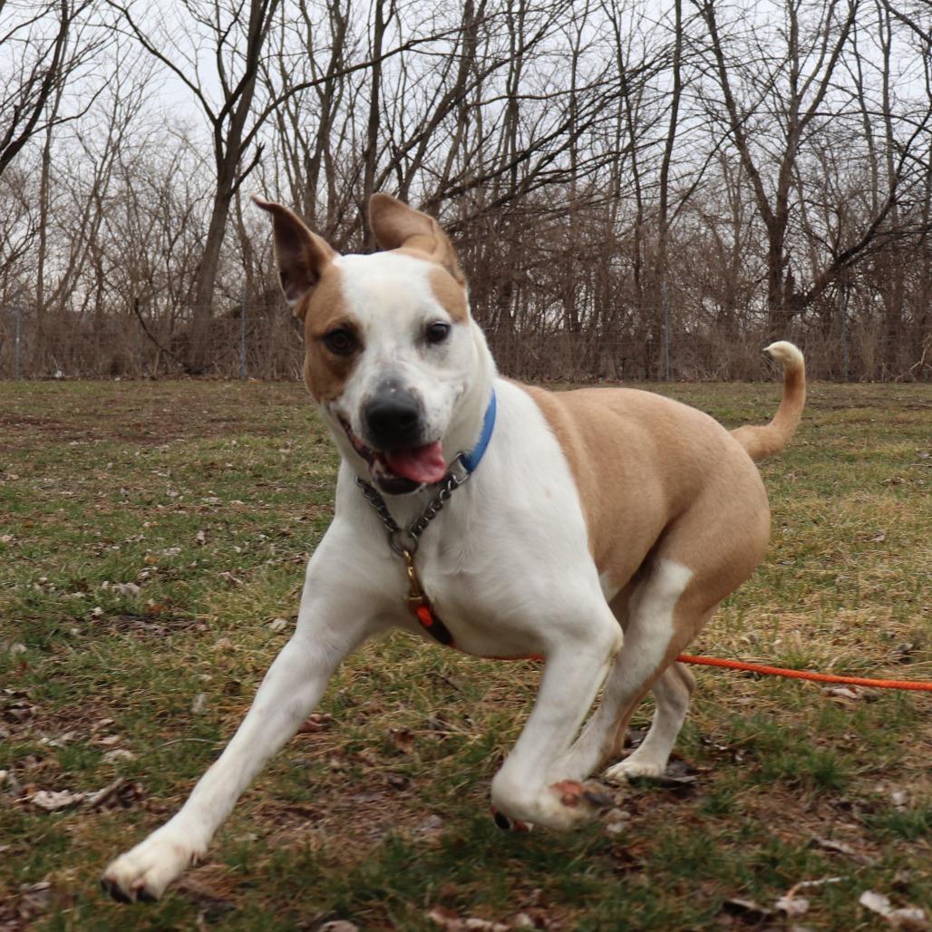 Nutmeg, a Adoptable mixed breed in Brookfield, WI image 3/6