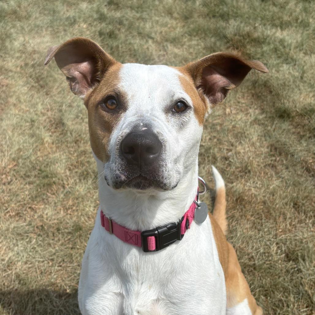 Nutmeg, a Adoptable mixed breed in Brookfield, WI image 5/6