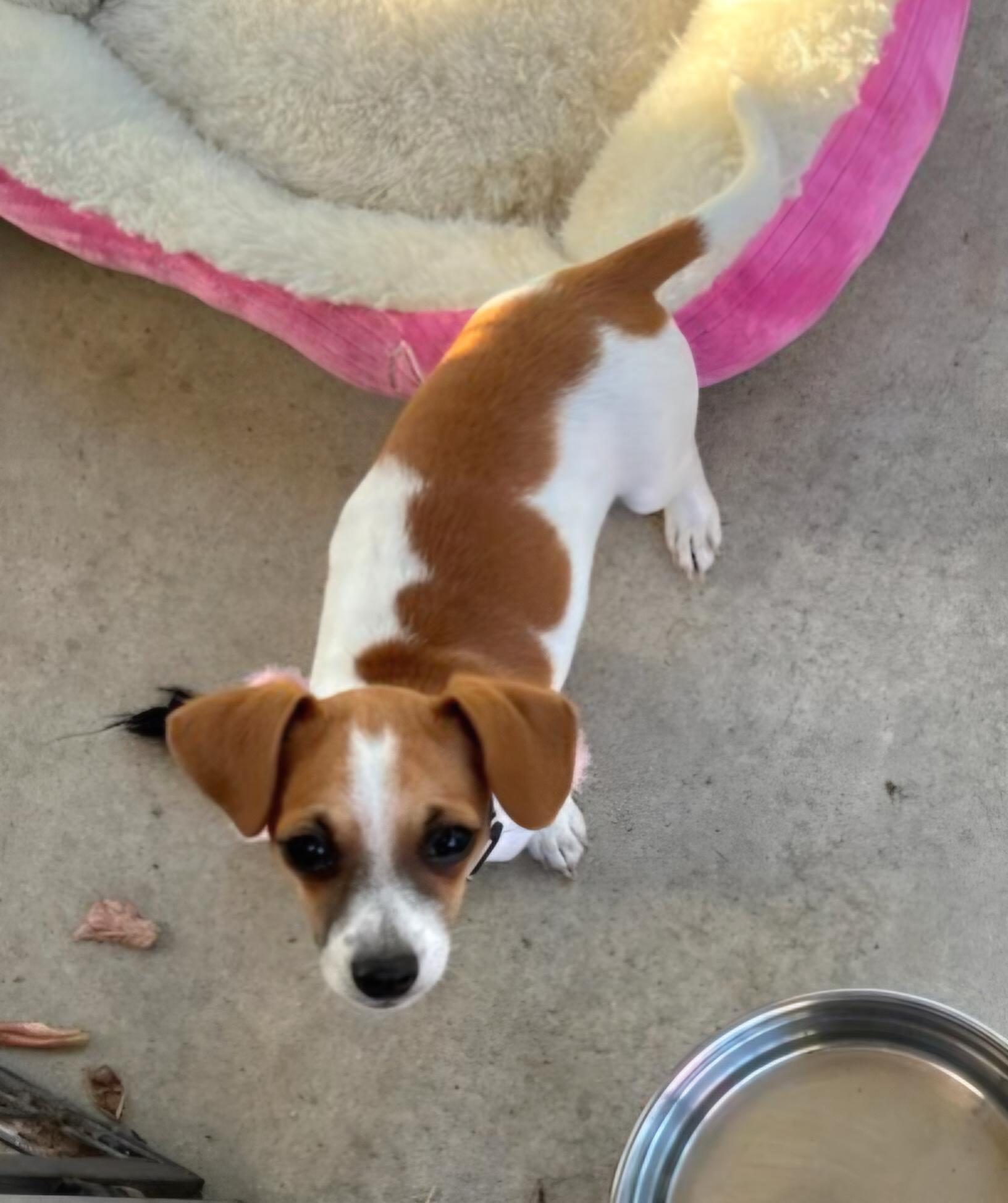 Rudy, an adopted mixed breed in Tracy, CA image 2/4