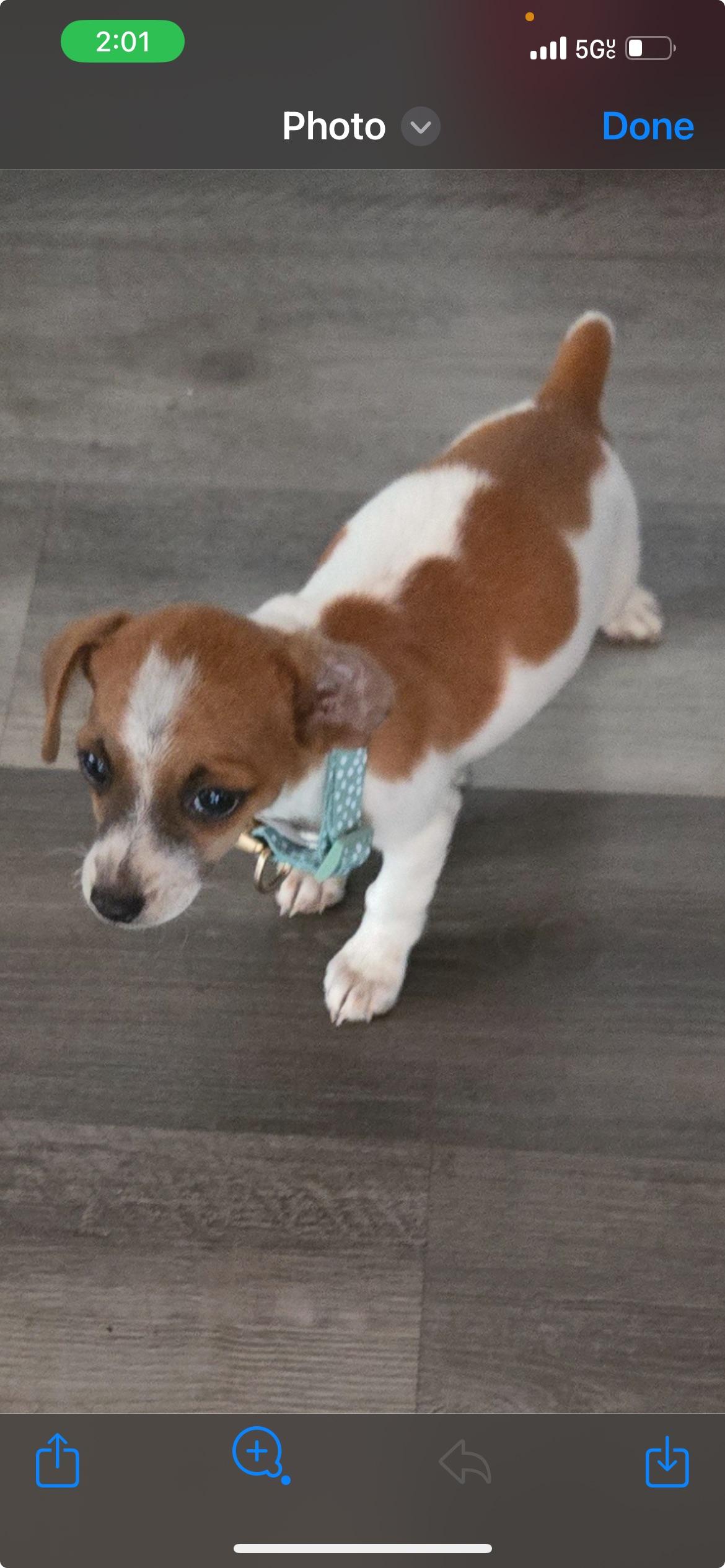 Rudy, ADOPTABLE, Puppy Male Jack Russell Terrier.