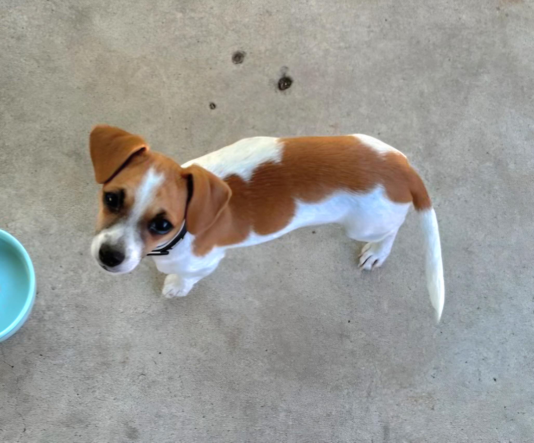 Rudy, an adopted mixed breed in Tracy, CA image 4/4