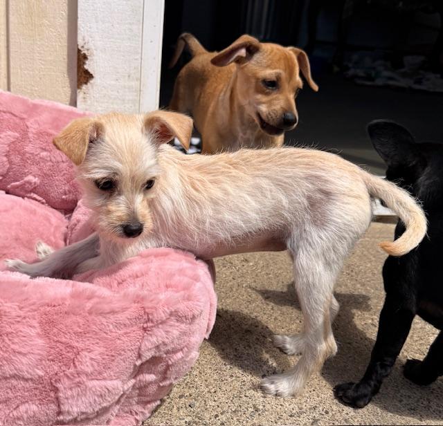 Enlarge Freya, an adopted mixed breed in Santa Rosa, CA image 6/6