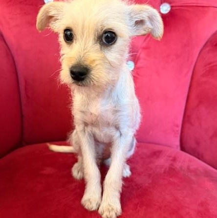 Enlarge Freya, an adopted mixed breed in Santa Rosa, CA image 3/6