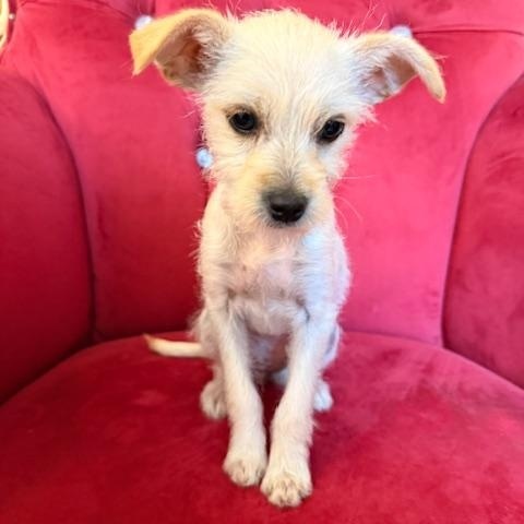 Freya, adopted, Puppy Female Terrier.