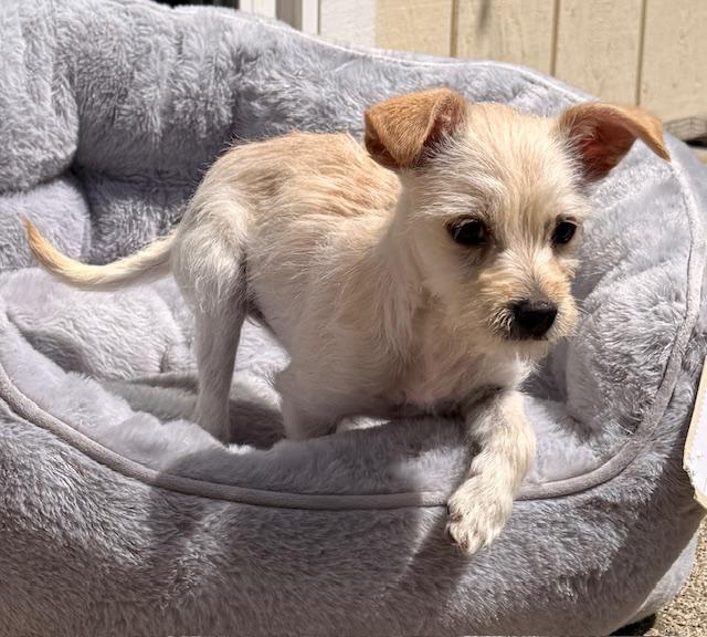 Enlarge Freya, an adopted mixed breed in Santa Rosa, CA image 4/6