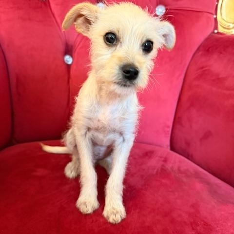 Enlarge Freya, an adopted mixed breed in Santa Rosa, CA image 5/6