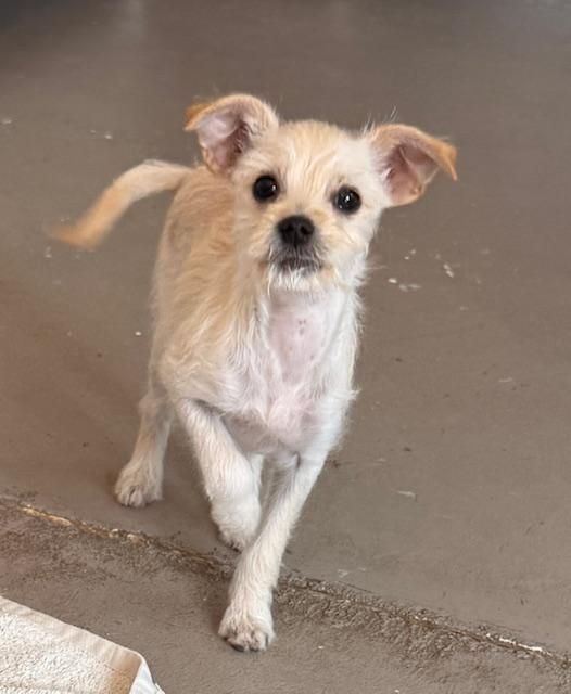 Enlarge Freya, an adopted mixed breed in Santa Rosa, CA image 2/6