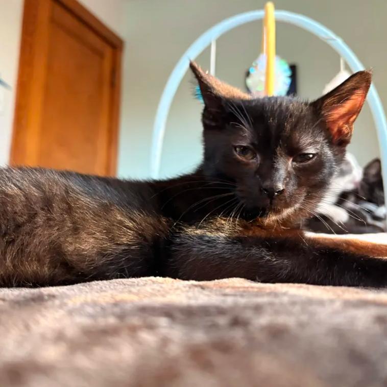 Enlarge Pierre, an adopted Domestic Short Hair in Cleveland Heights, OH image 1/1