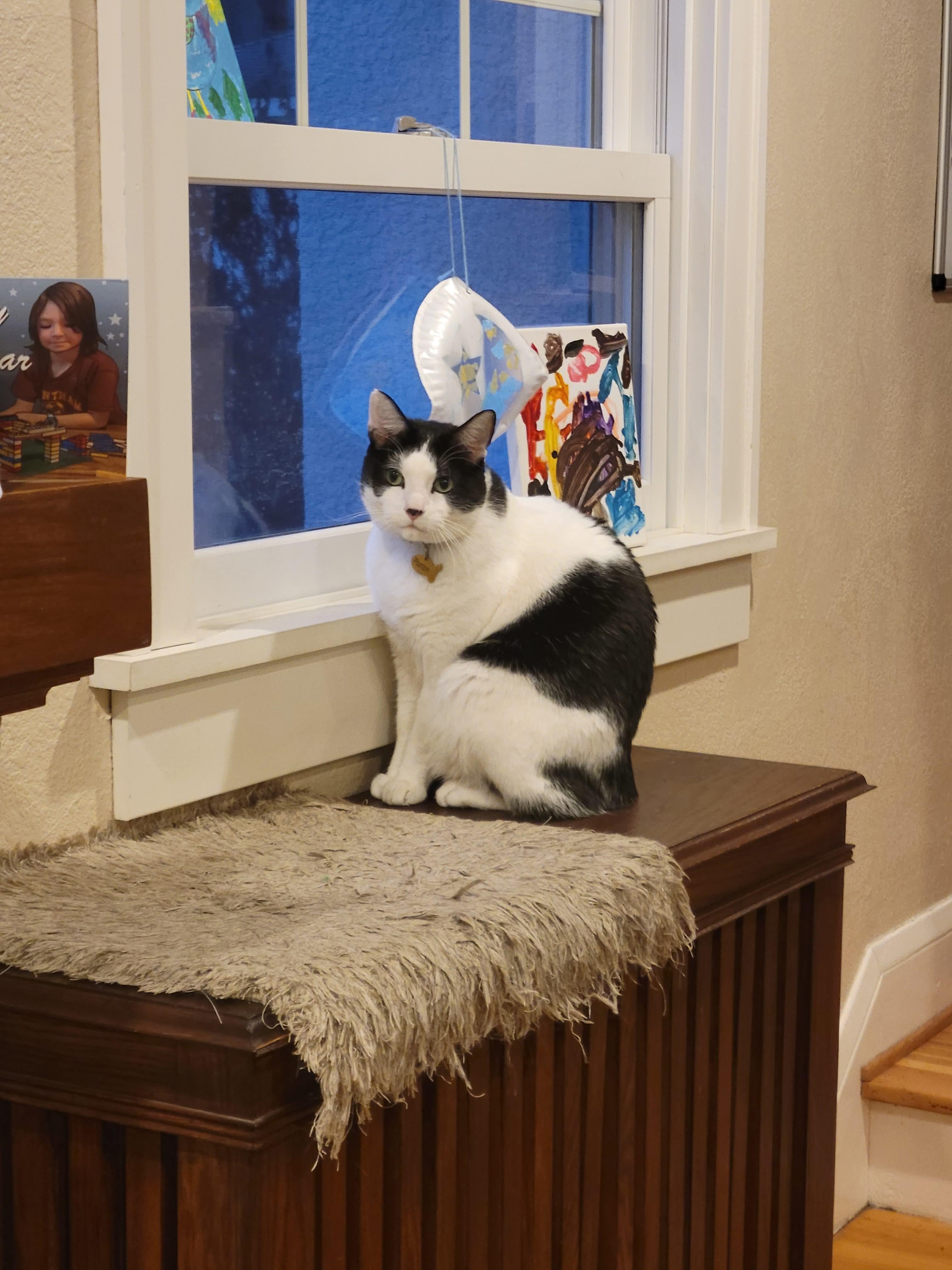 Phantom and Midnight, a Adoptable Domestic Short Hair in Blaine, MN image 1/6