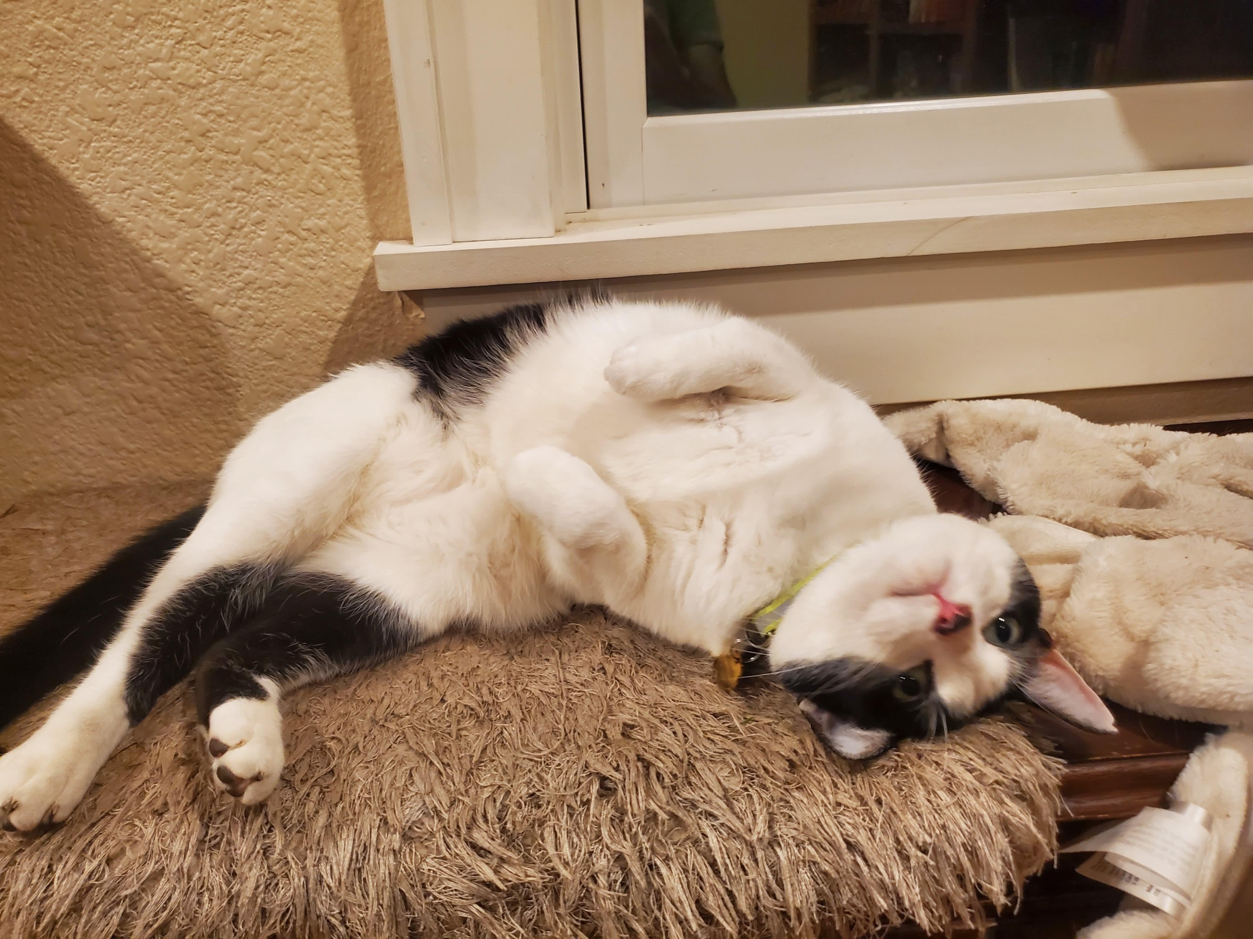 Phantom and Midnight, a Adoptable Domestic Short Hair in Blaine, MN image 2/6