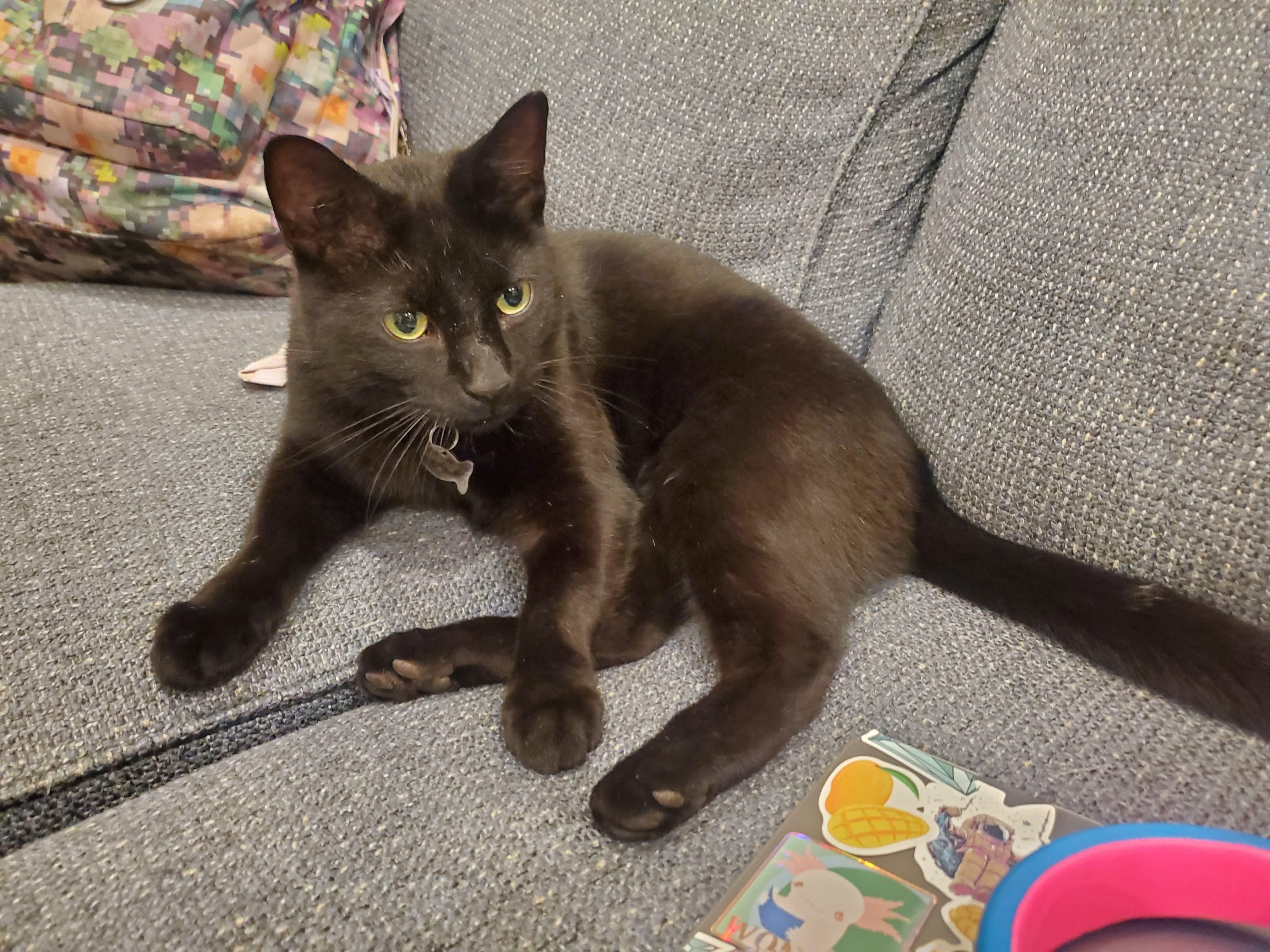 Phantom and Midnight, a Adoptable Domestic Short Hair in Blaine, MN image 3/6