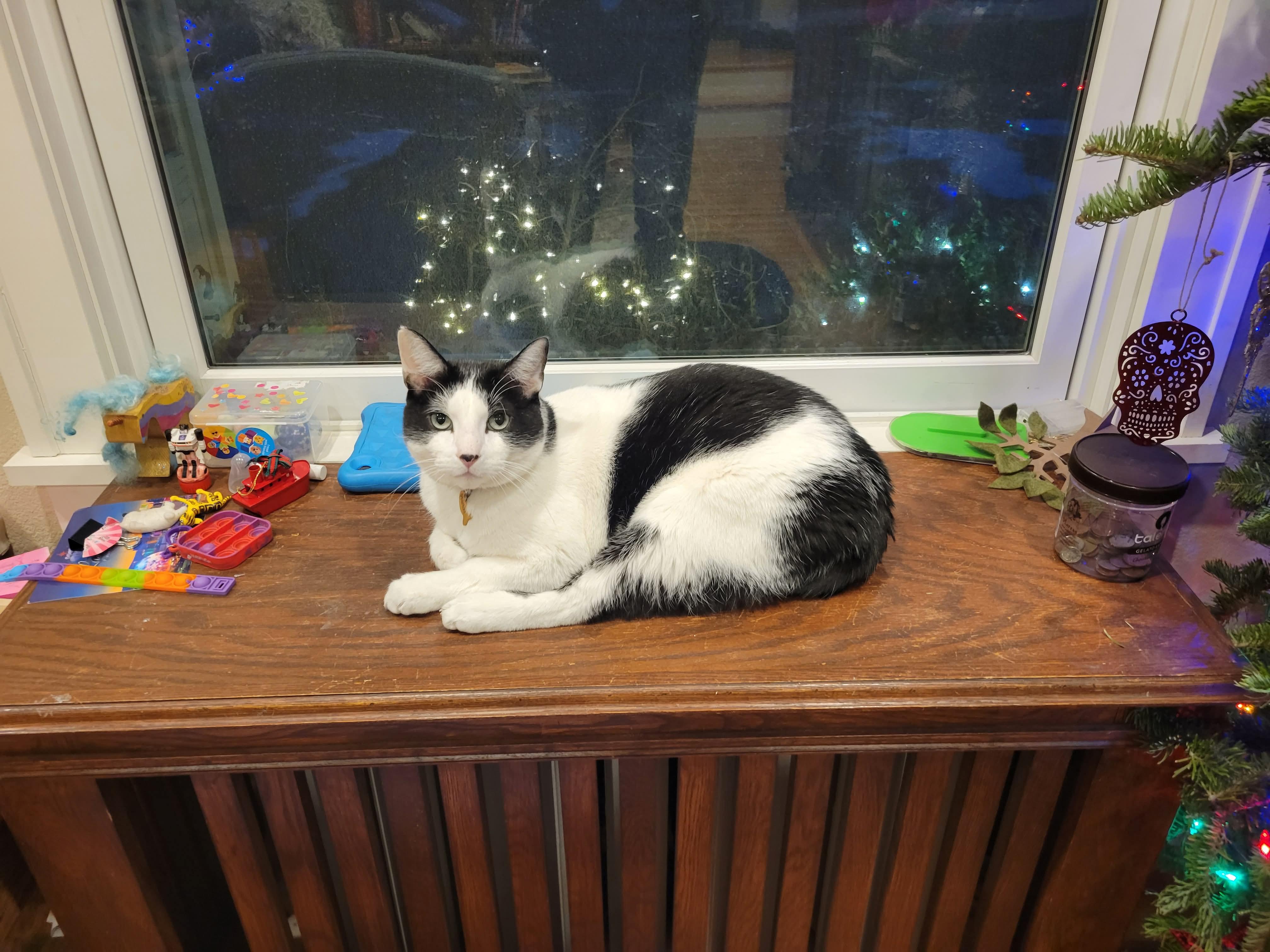 Phantom and Midnight, a Adoptable Domestic Short Hair in Blaine, MN image 4/6