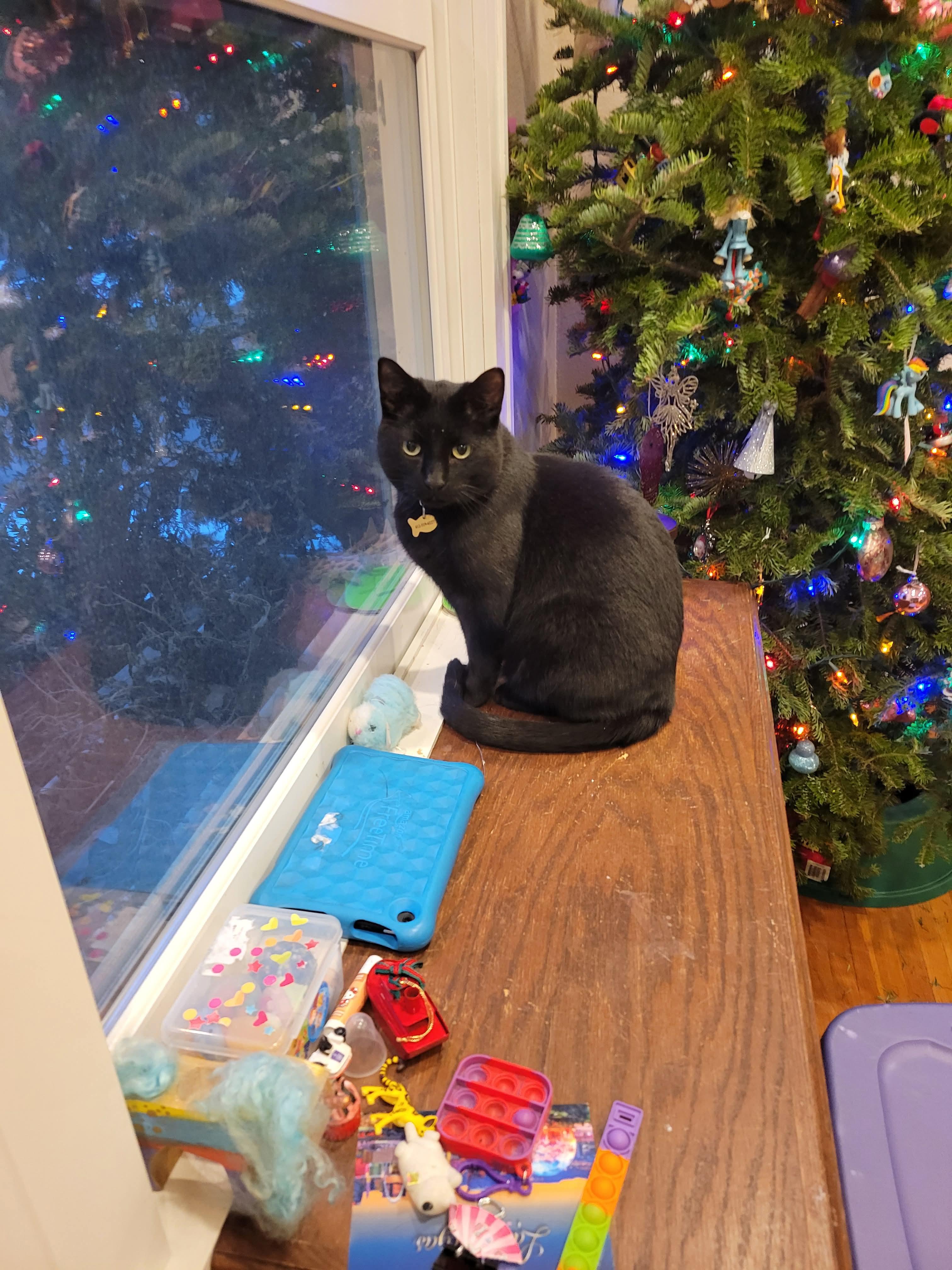 Phantom and Midnight, a Adoptable Domestic Short Hair in Blaine, MN image 5/6