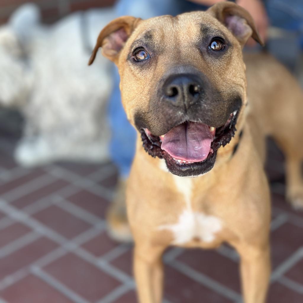 Enlarge Mariane Thornberry, a Adoptable Pit Bull Terrier in Fresno, CA image 1/6