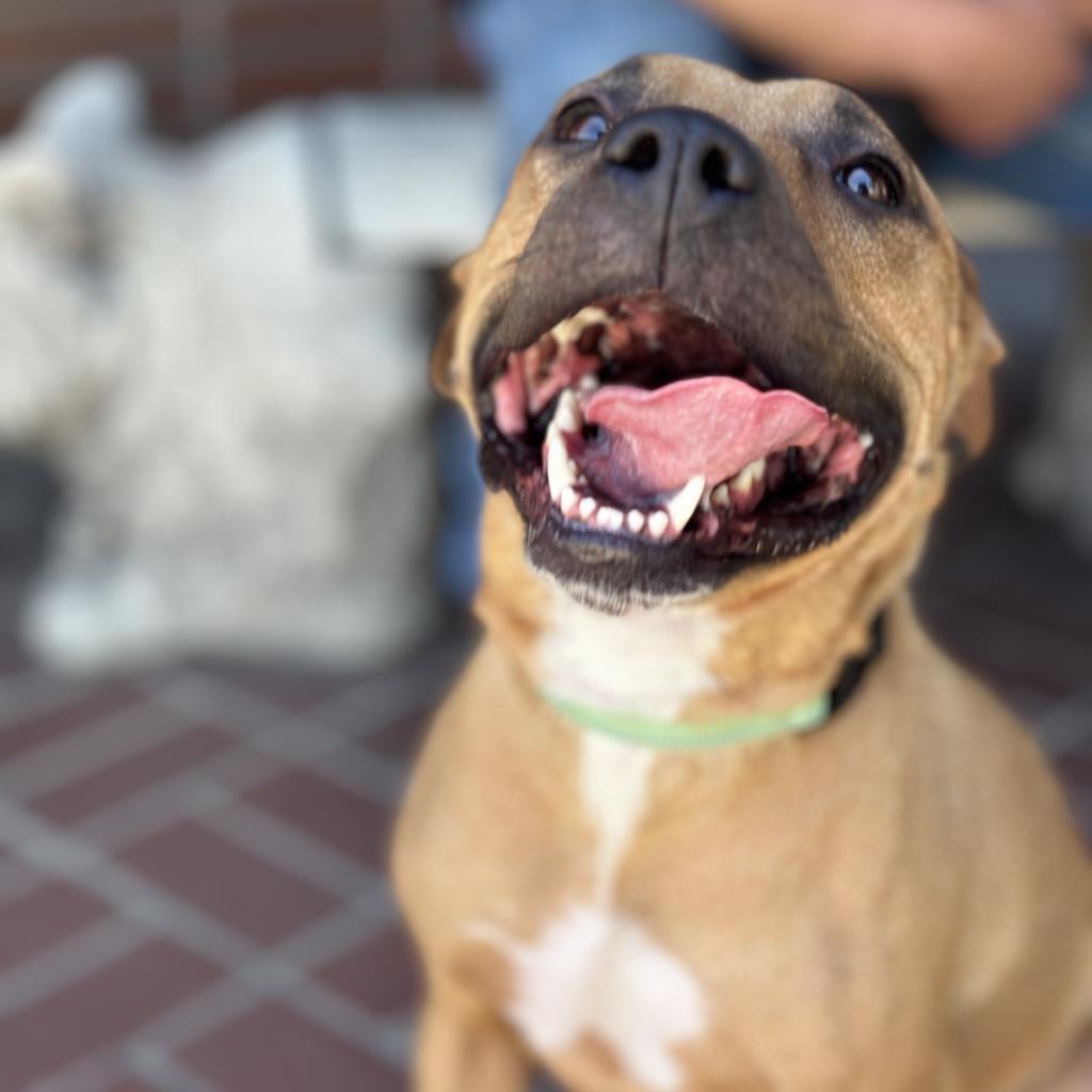 Enlarge Mariane Thornberry, a Adoptable Pit Bull Terrier in Fresno, CA image 2/6