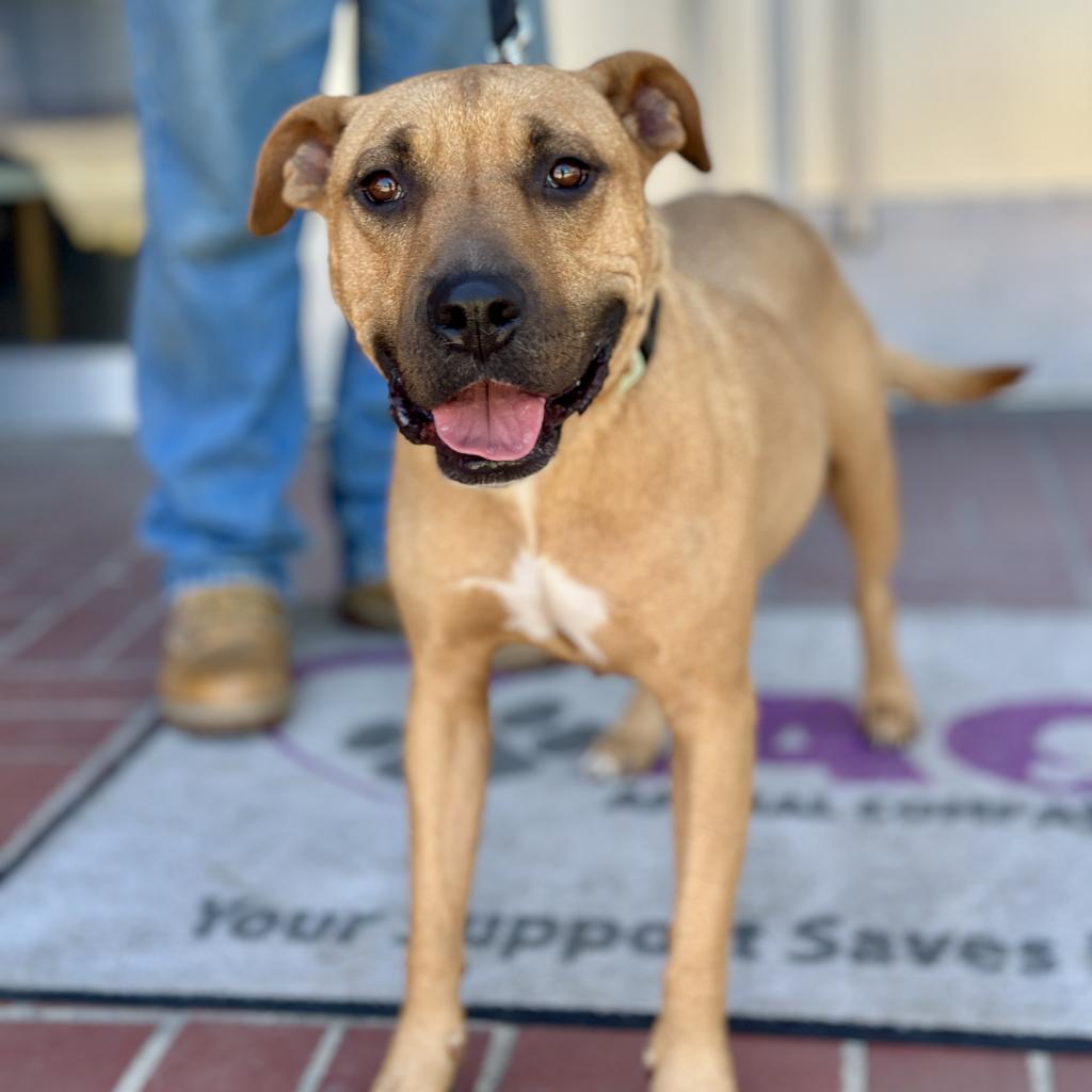 Enlarge Mariane Thornberry, a Adoptable Pit Bull Terrier in Fresno, CA image 3/6
