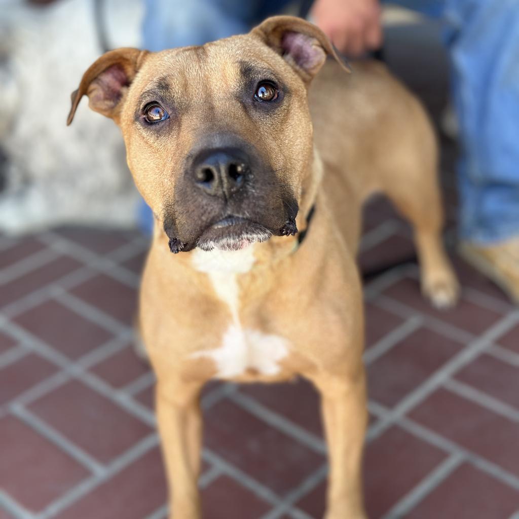 Enlarge Mariane Thornberry, a Adoptable Pit Bull Terrier in Fresno, CA image 6/6