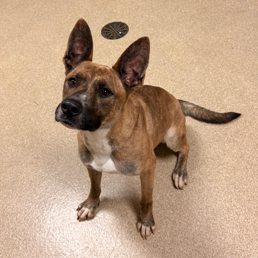 Enlarge Sami, a Adoptable mixed breed in Bristol, IN image 1/1