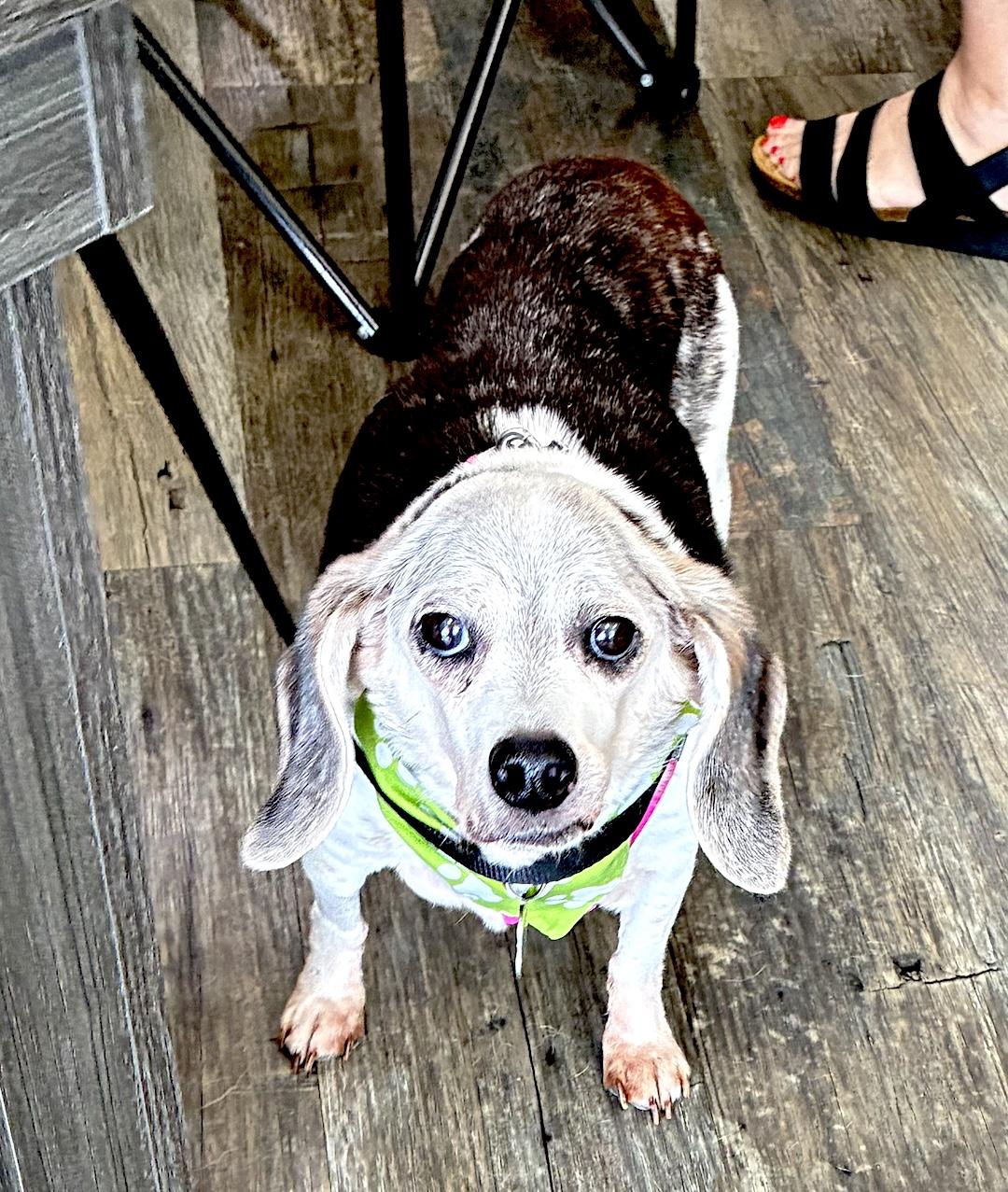 Enlarge Molly & Maggie, a ADOPTABLE Beagle in Tomball, TX image 3/5