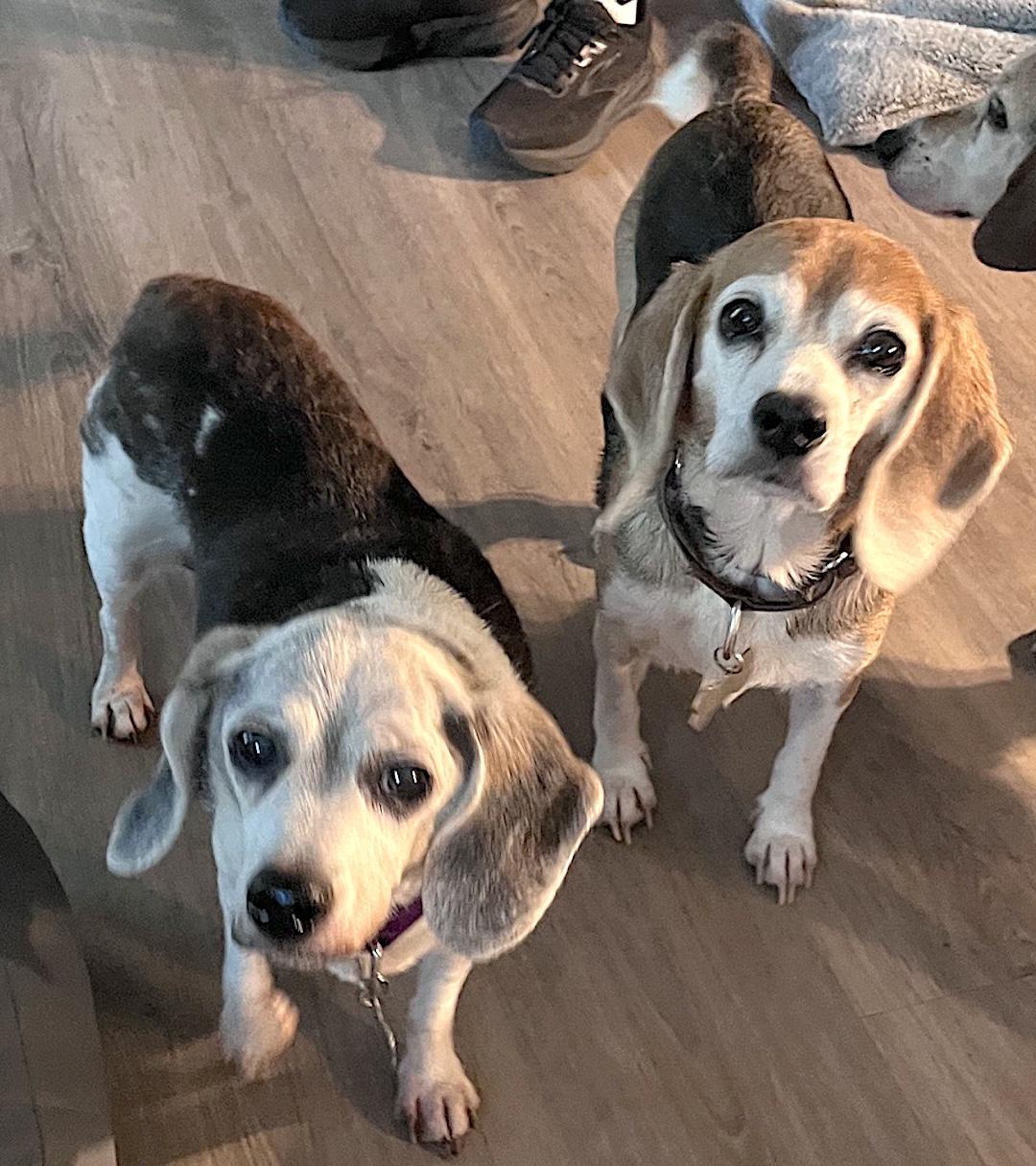 Enlarge Molly & Maggie, a ADOPTABLE Beagle in Tomball, TX image 1/5