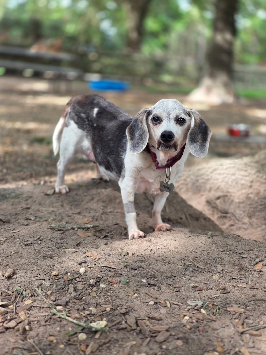 Enlarge Molly & Maggie, a ADOPTABLE Beagle in Tomball, TX image 5/5