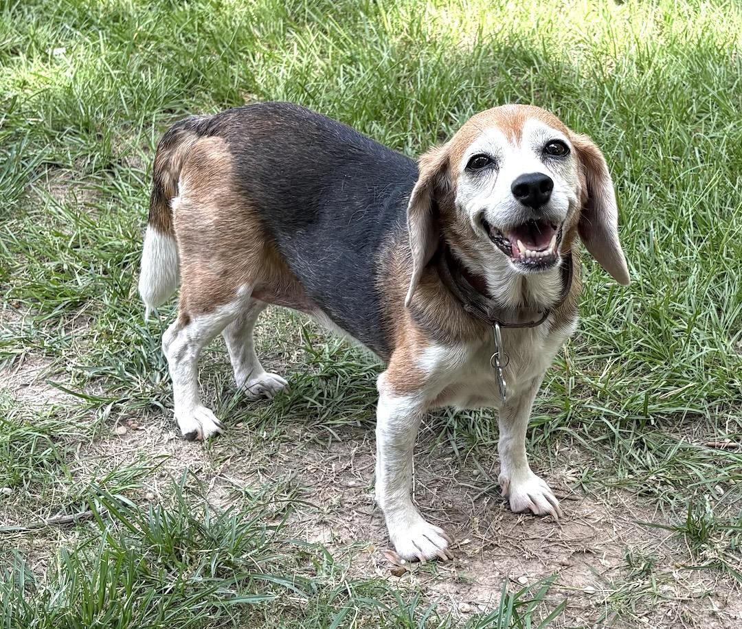 Enlarge Molly & Maggie, a ADOPTABLE Beagle in Tomball, TX image 4/5