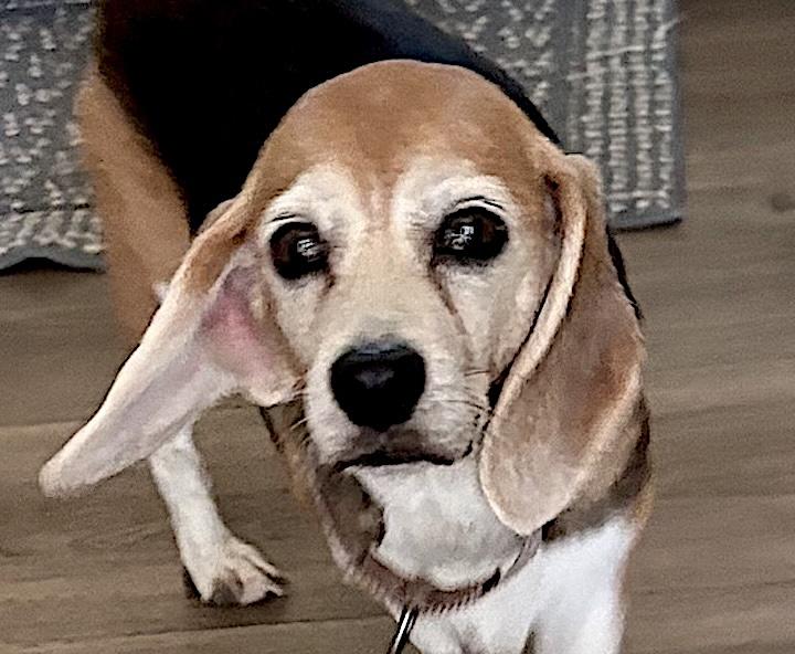 Enlarge Molly & Maggie, a ADOPTABLE Beagle in Tomball, TX image 2/5