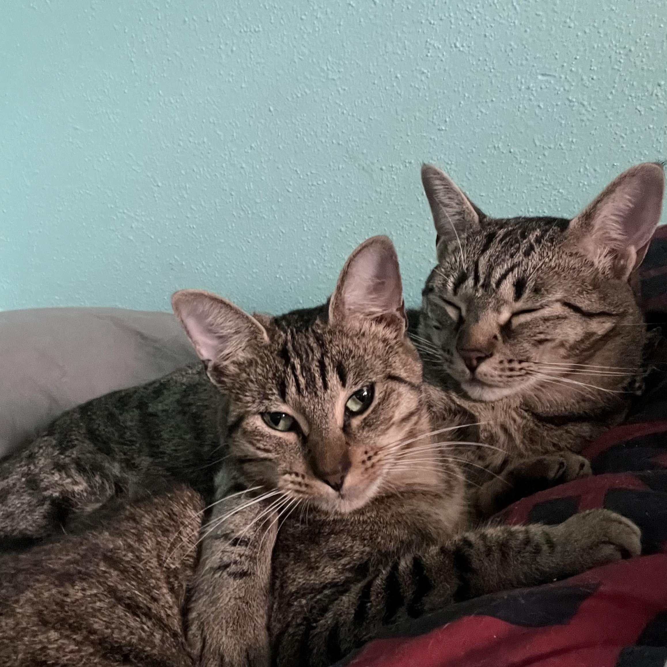 Maira, a Adoptable mixed breed in Bellevue, WA image 4/6