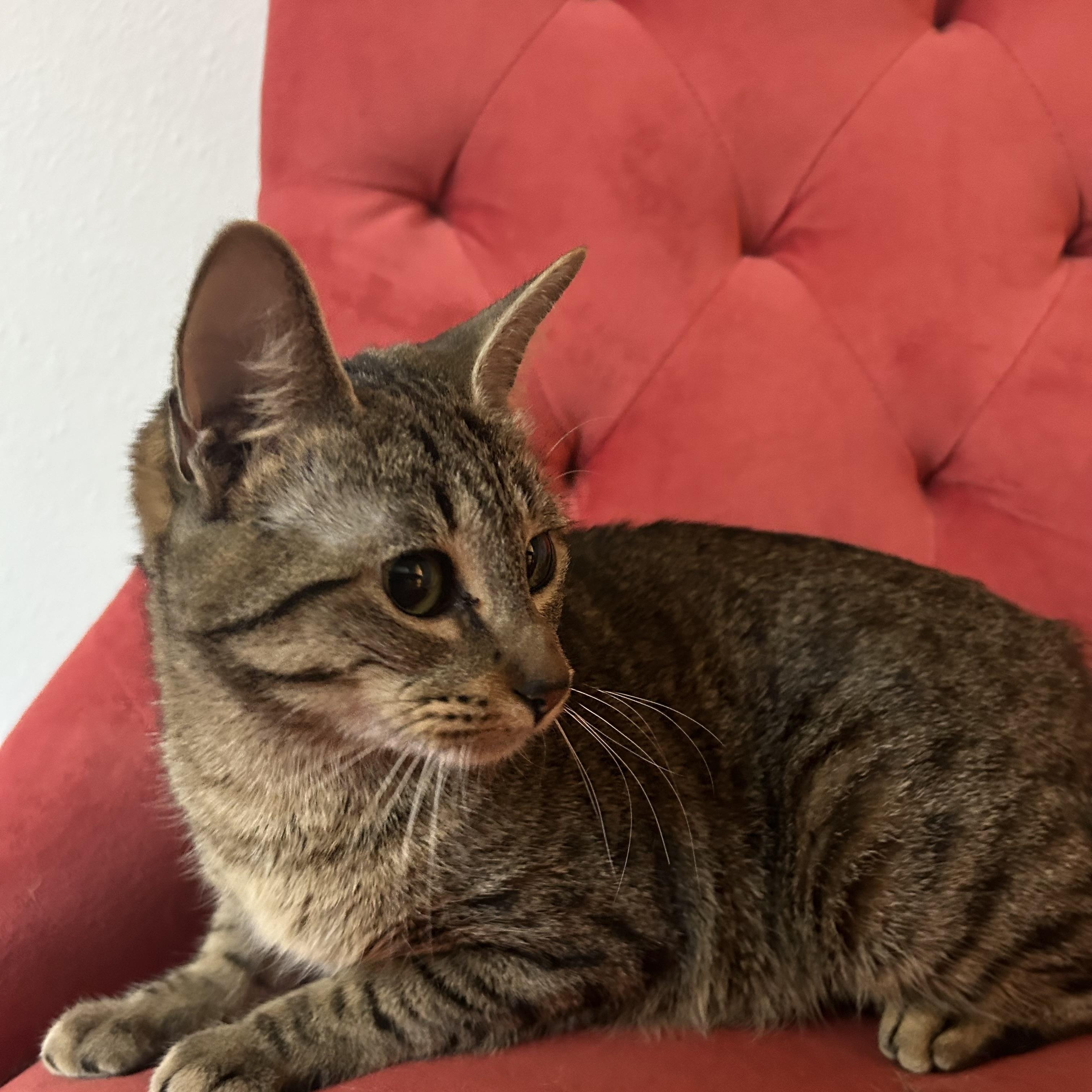 Maira, a Adoptable mixed breed in Bellevue, WA image 2/6