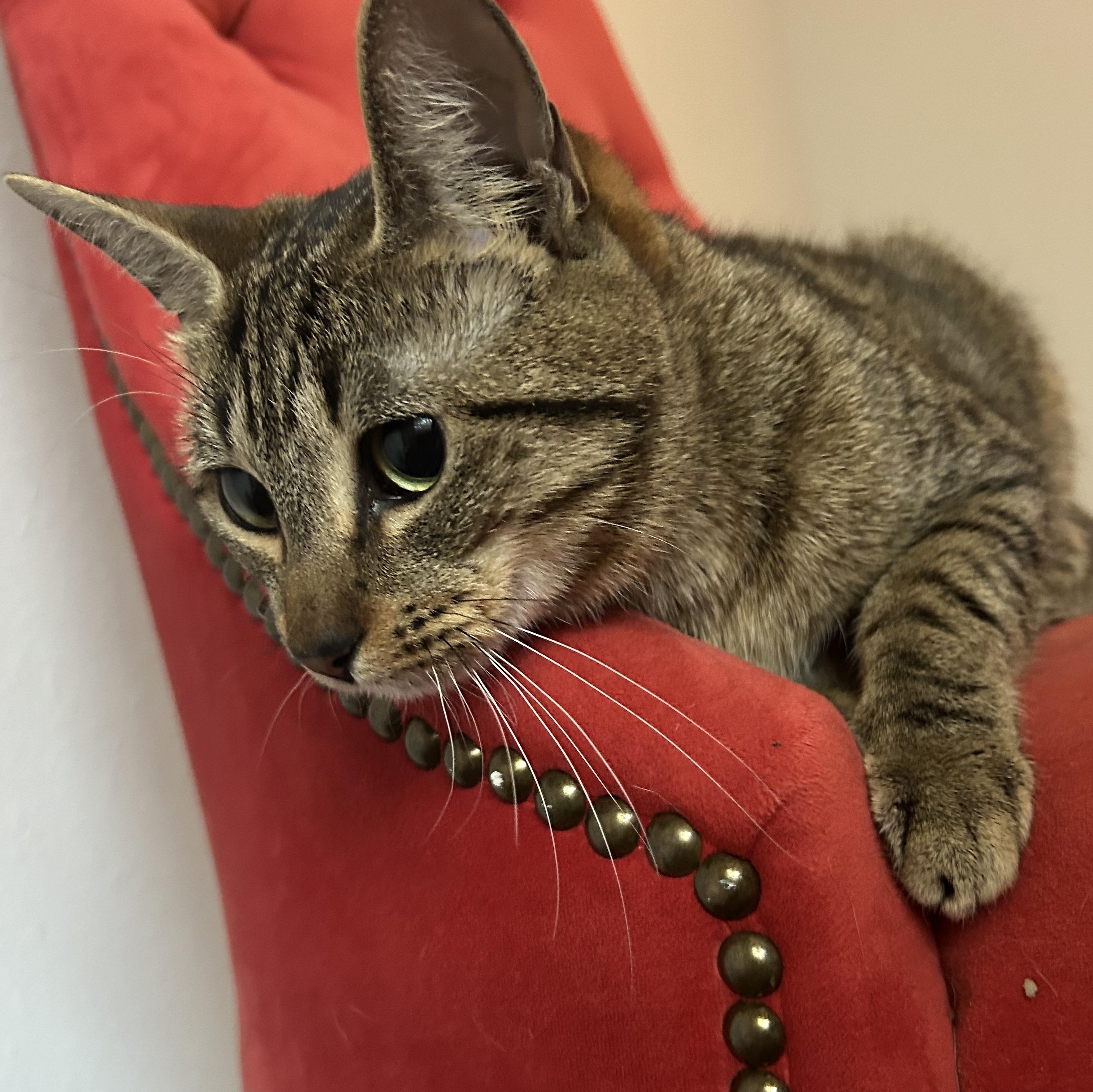 Maira, a Adoptable mixed breed in Bellevue, WA image 3/6