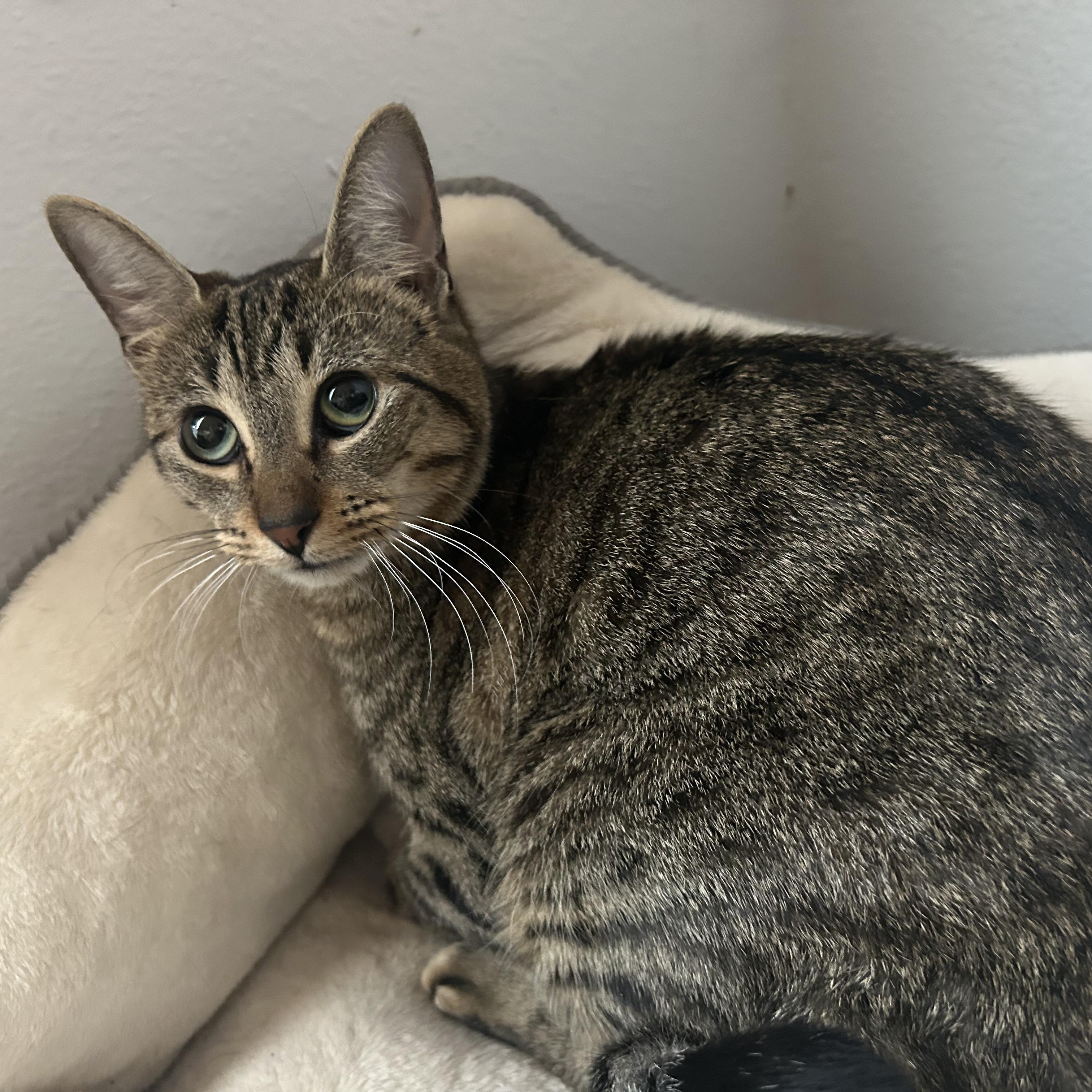 Maira, a Adoptable mixed breed in Bellevue, WA image 6/6