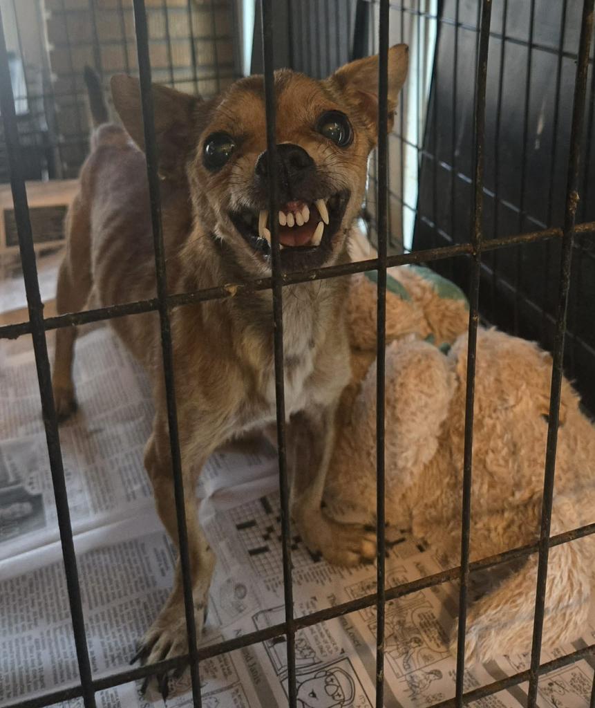 Enlarge Studley Dudley, a Adoptable Chihuahua in El Dorado, AR image 1/1