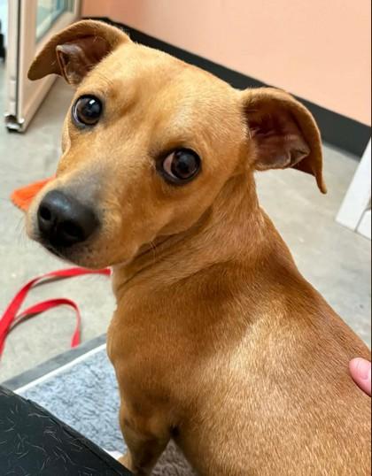 Rio, Adoptable, Adult Male Terrier & Mixed Breed.