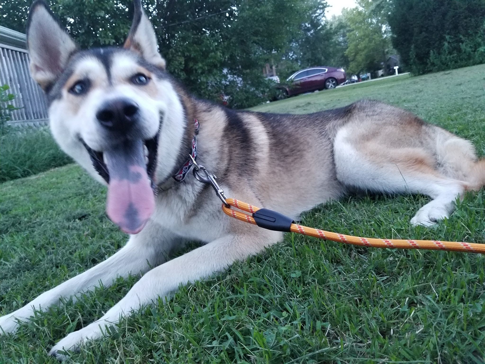 Monty, a Adoptable mixed breed in Bourbonnais, IL image 1/6