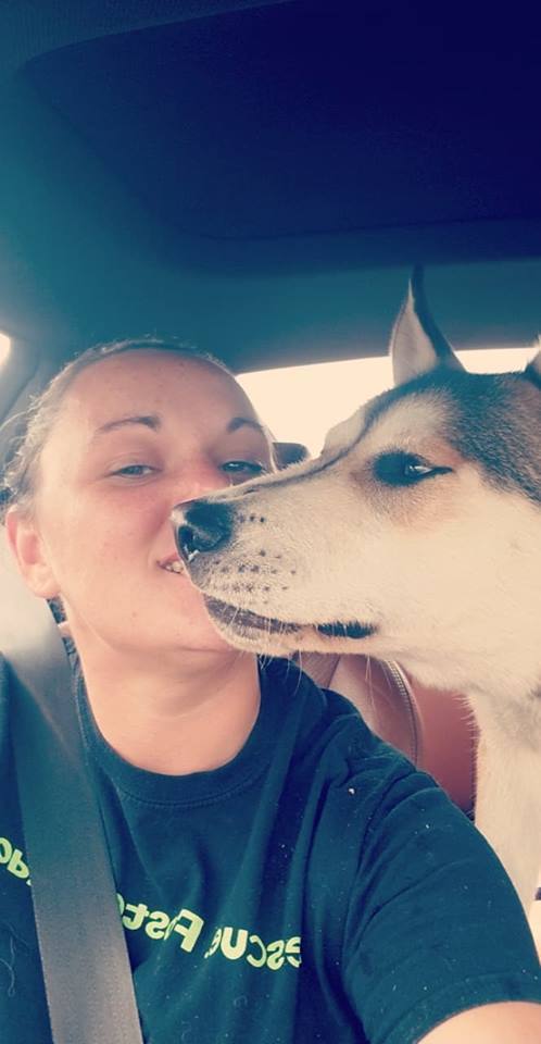 Monty, a Adoptable mixed breed in Bourbonnais, IL image 2/6