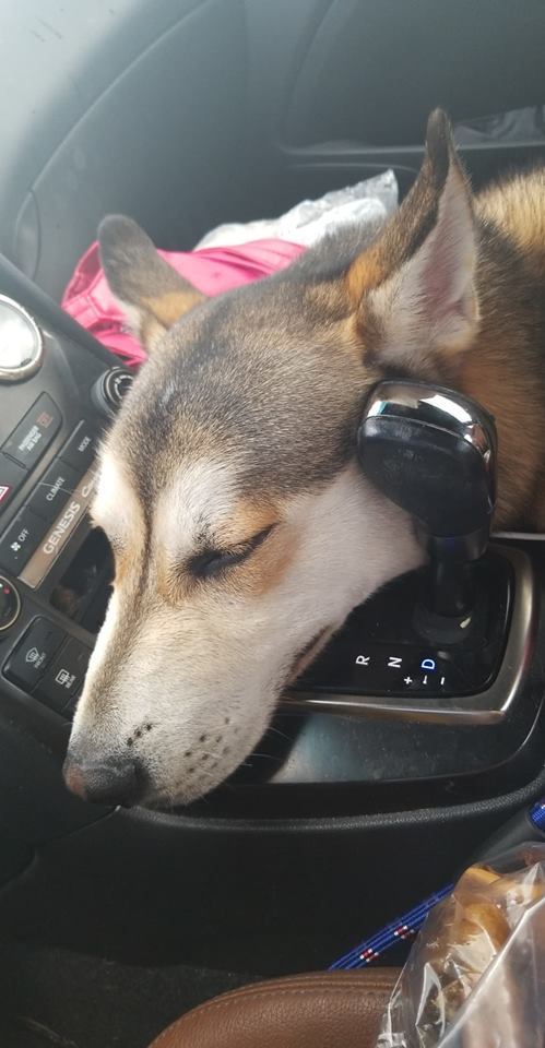 Monty, a Adoptable mixed breed in Bourbonnais, IL image 3/6