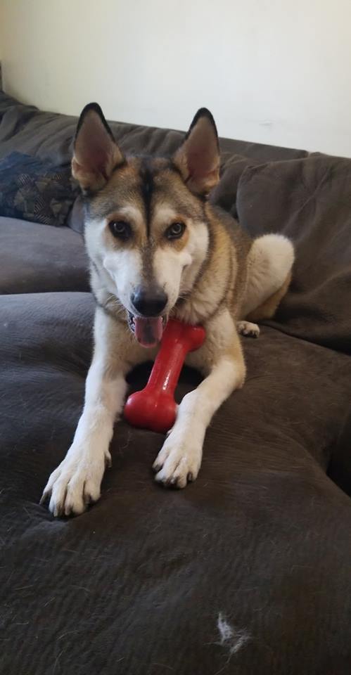 Monty, a Adoptable mixed breed in Bourbonnais, IL image 4/6