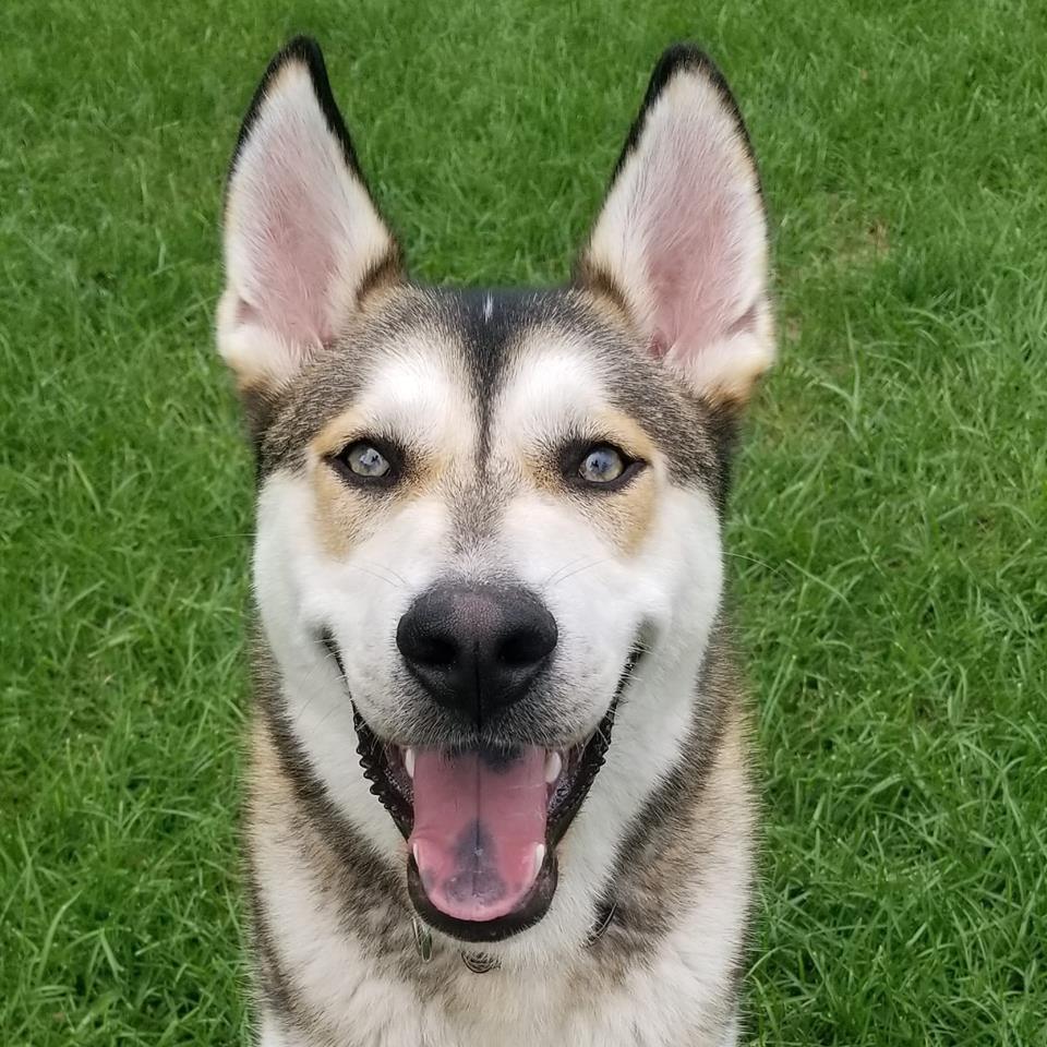 Monty, an adoptable Husky, German Shepherd Dog in Bourbonnais, IL, 60914 | Photo Image 1