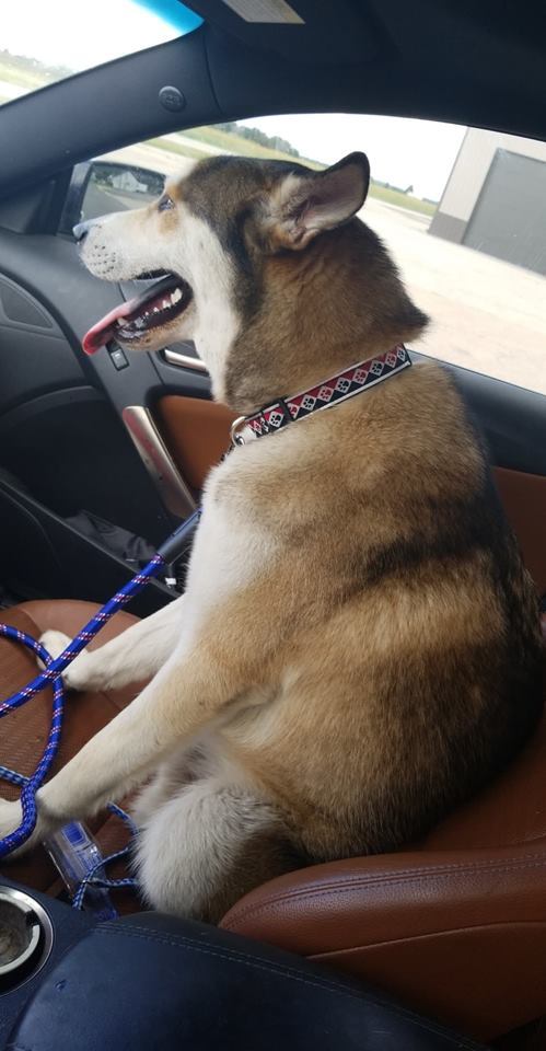 Monty, a Adoptable mixed breed in Bourbonnais, IL image 6/6