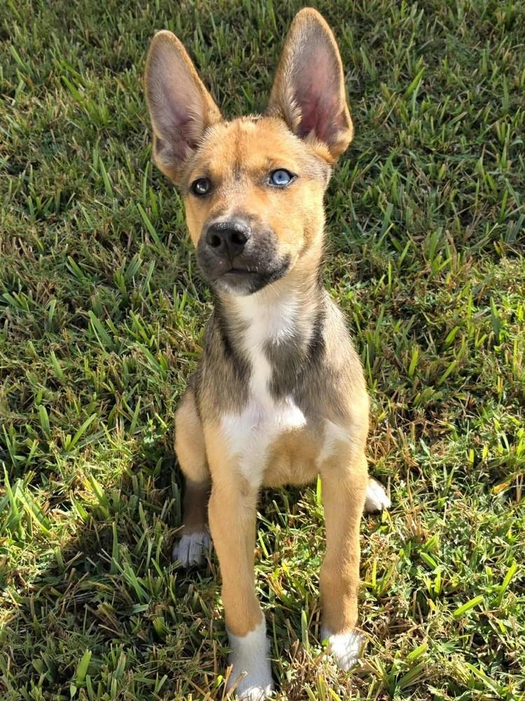 Enlarge Spyder, an adopted mixed breed in Winter Springs, FL image 2/2