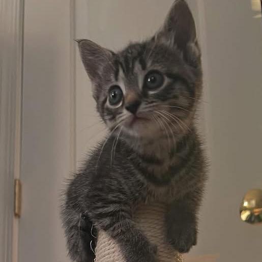 Clove, a Adoptable Domestic Short Hair in Germantown, MD image 1/6